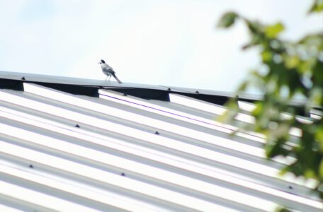 IMG 7050